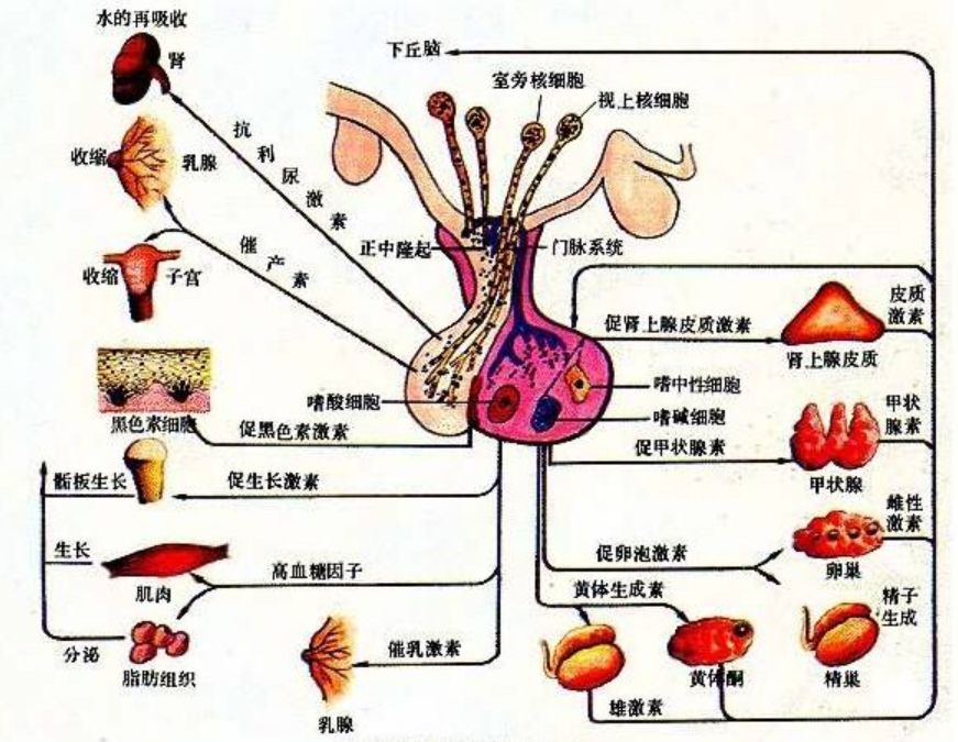 人體八大系統之內分泌系統篇