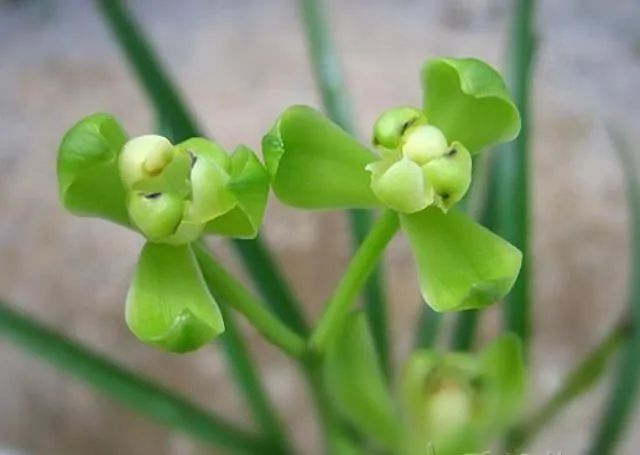 每日一花 铁骨素梅:株雅花洁,香气清纯,易栽培