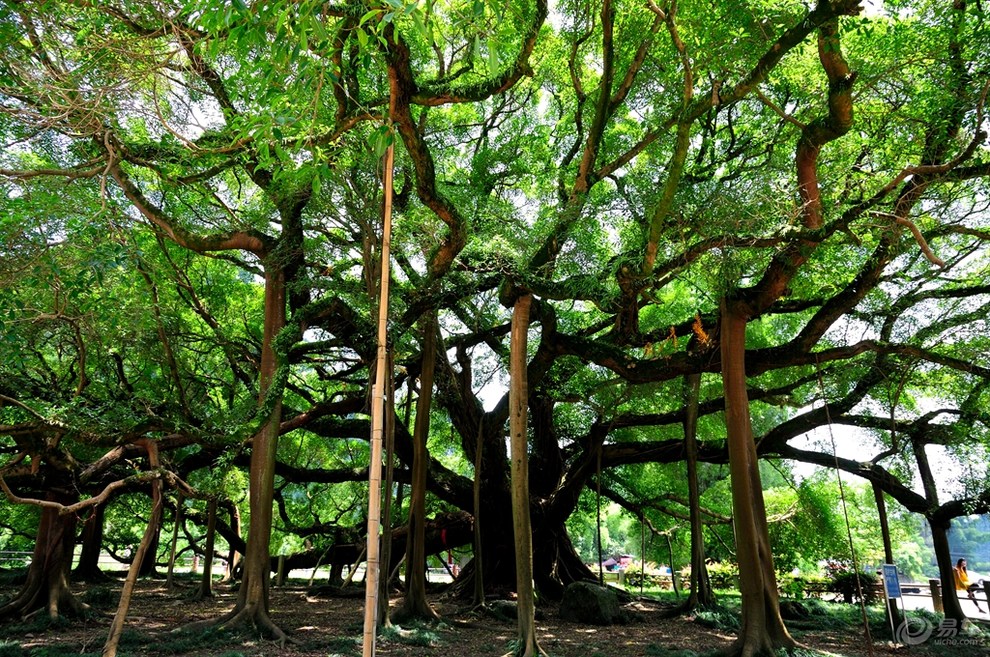 原创独木成林的大榕树因刘三姐被誉为爱情树每年创收千万元