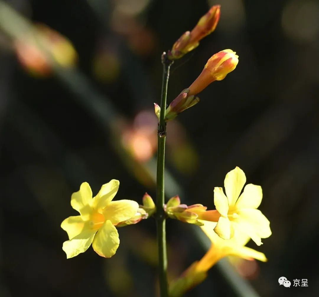 报春花发芽图片图片