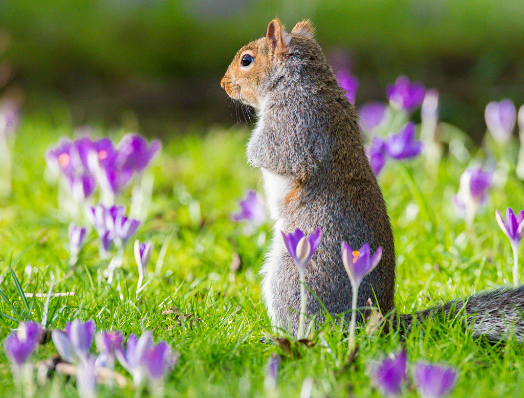 英国:春天到来番红花盛开 小松鼠细嗅花香