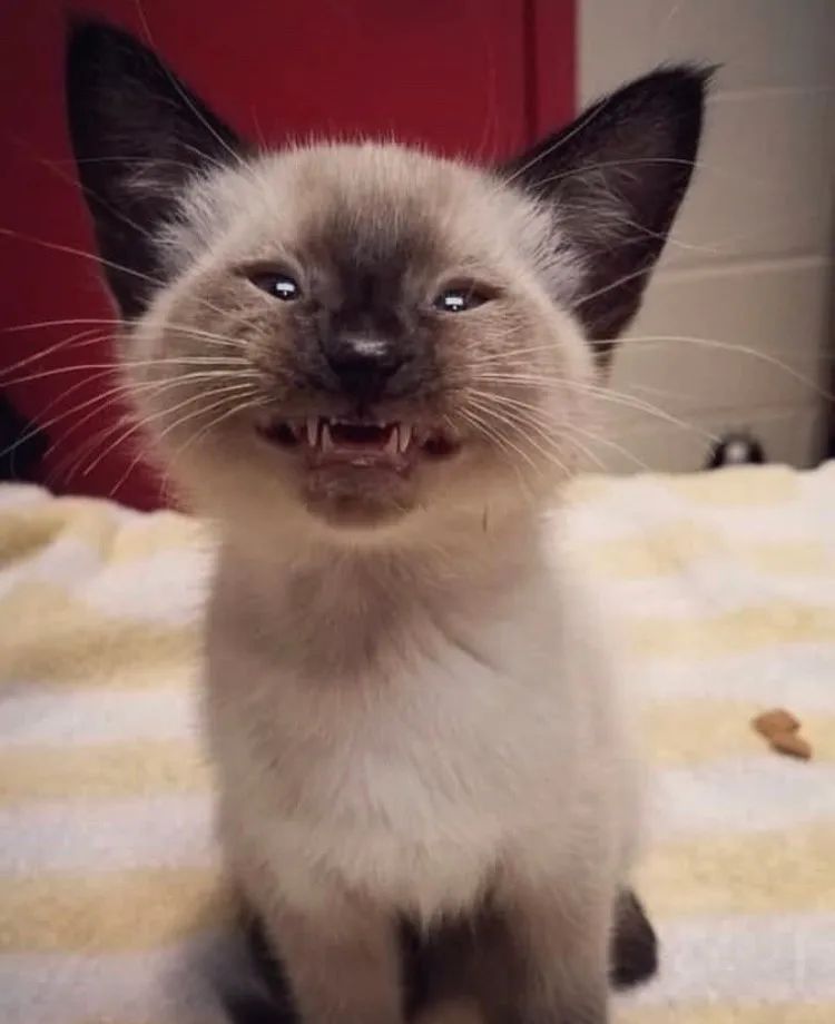 猫咪猥琐笑的表情包图片