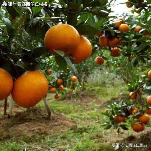 澳柑、澳橘、澳洲柑橘、澳洲蜜桔的作用 、澳柑的营养价值_维生素