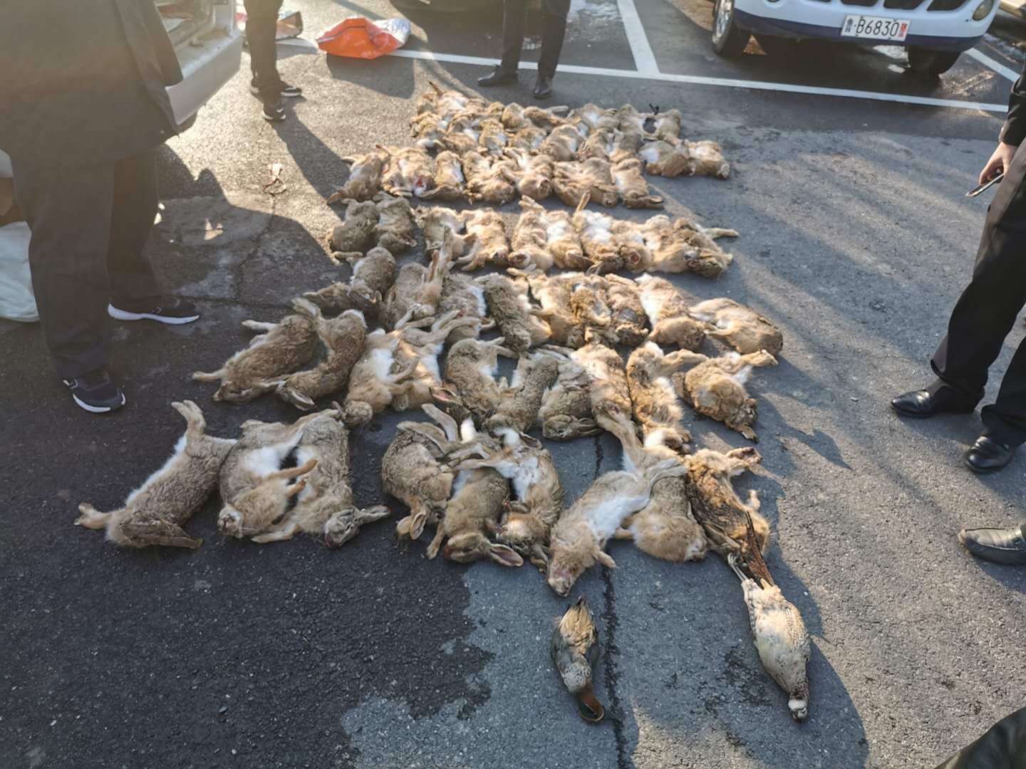 鱼贩非法收购出售珍贵濒危野生动物黄岛刑警和森林公安斩断跨地区犯罪