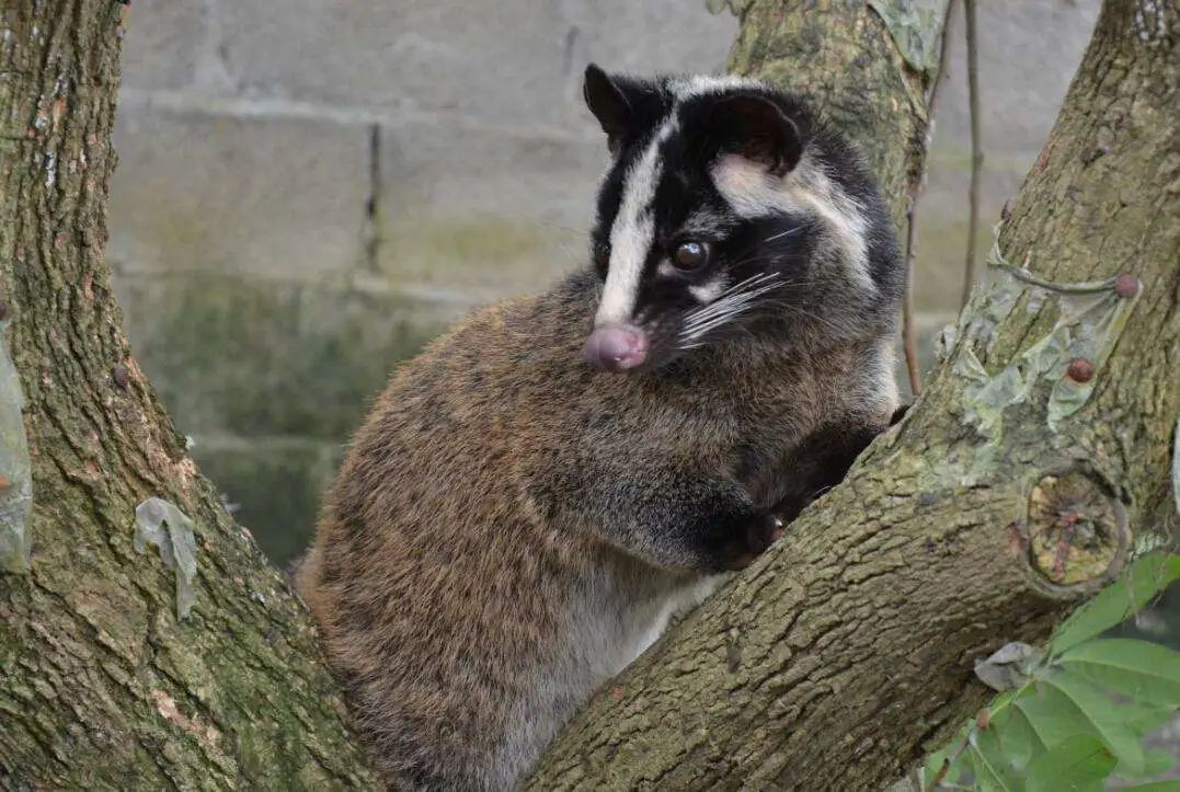 那这只小动物究竟是"果子狸"还是"鼬獾"呢?