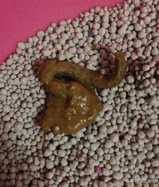 猫朝我放了个屁结果屎崩出来了