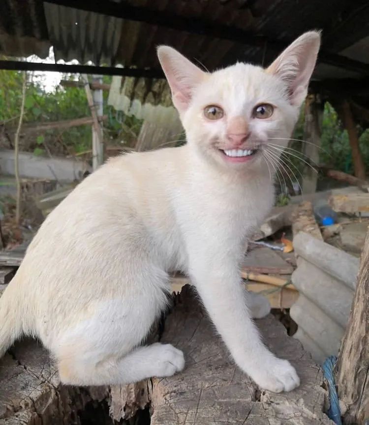 猫咪狂笑表情包图片