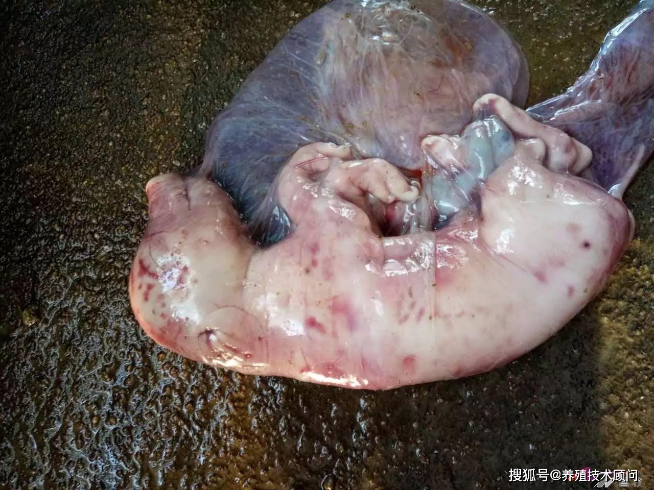 母猪产死胎的各种图片图片