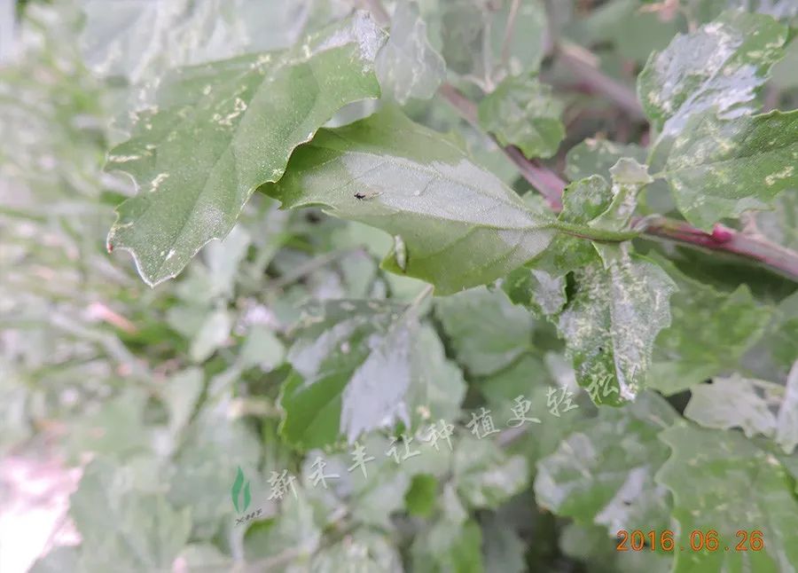 绿盲蝽年年咬叶伤果,该打什么药?