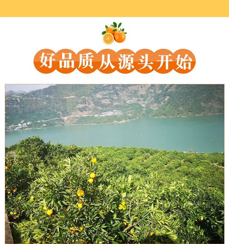 奉节脐橙在哪里(奉节脐橙在哪里生产)