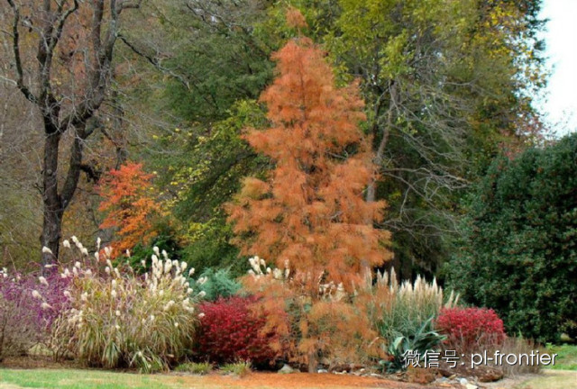 独特而多样的视觉品质,加上较低的养护水平使得它们得以杆俚拇.
