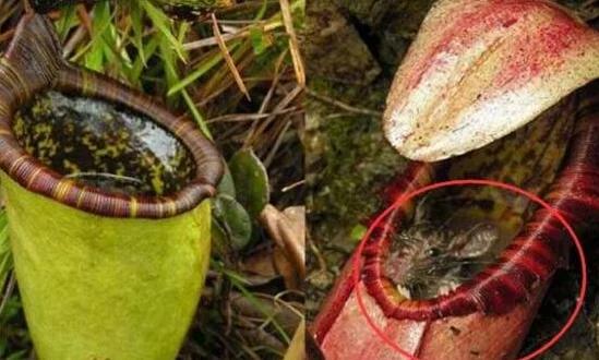 世界上最大的食人花大王花