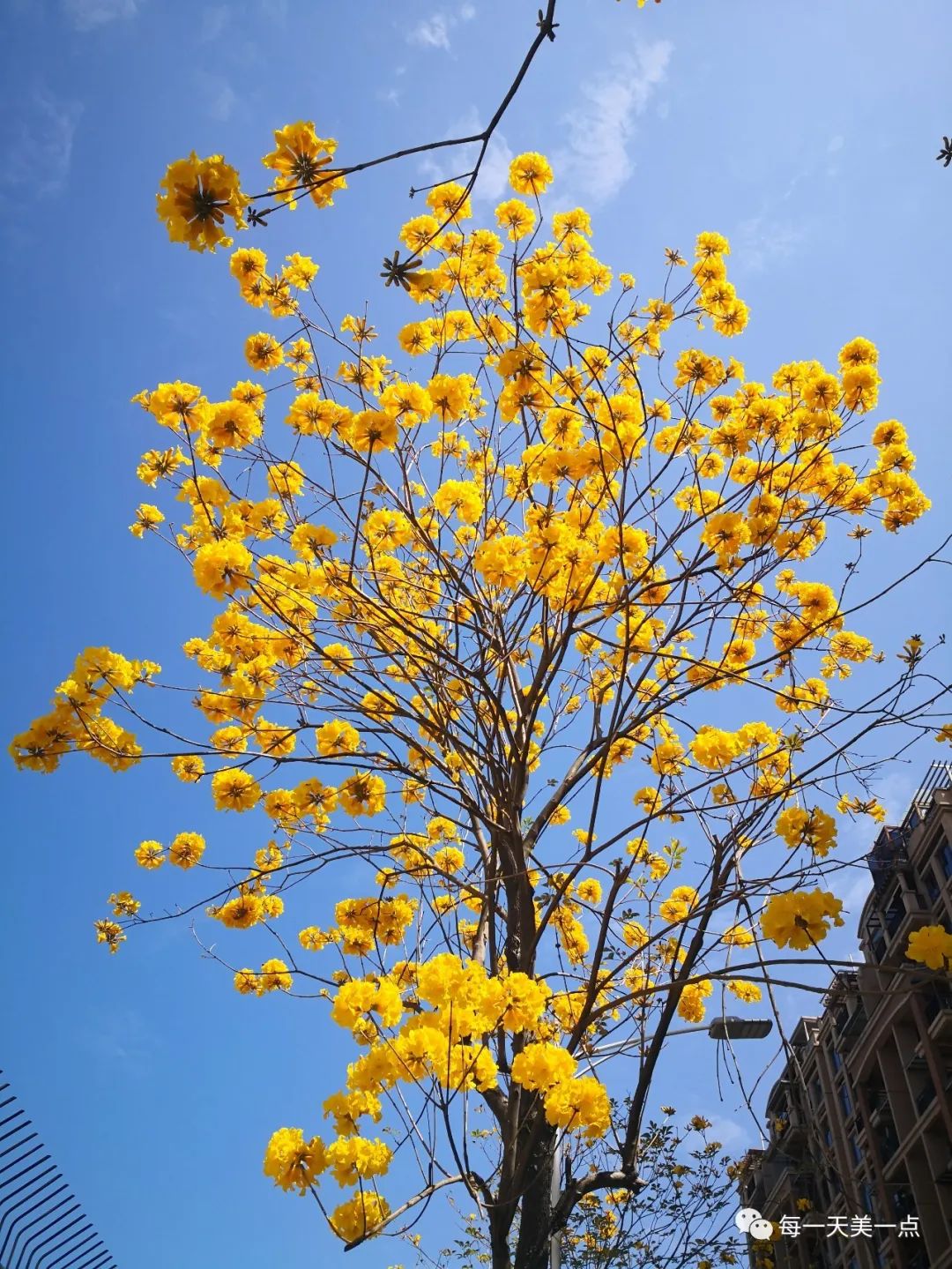 黄钟木黄花风铃木