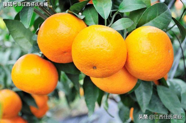 澳柑、澳橘、澳洲柑橘、澳洲蜜桔的作用 、澳柑的营养价值_维生素