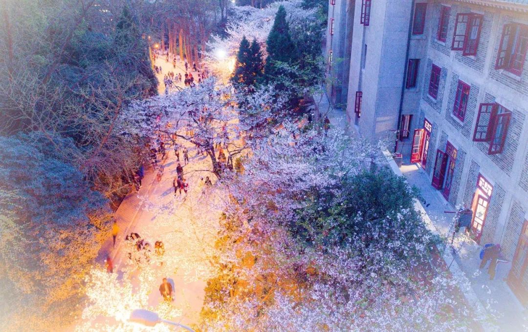 武大的樱花开了