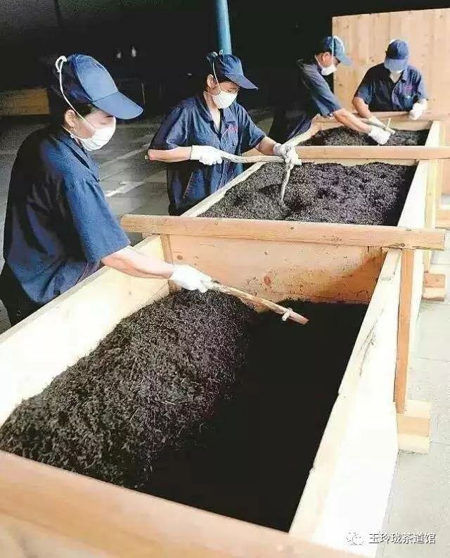 茶之美:普洱熟茶