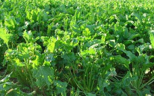 甜菜为什么北方种植的多,南方种植的少?