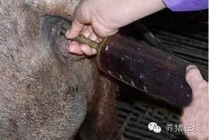 母猪阴道与子宫的冲洗方法