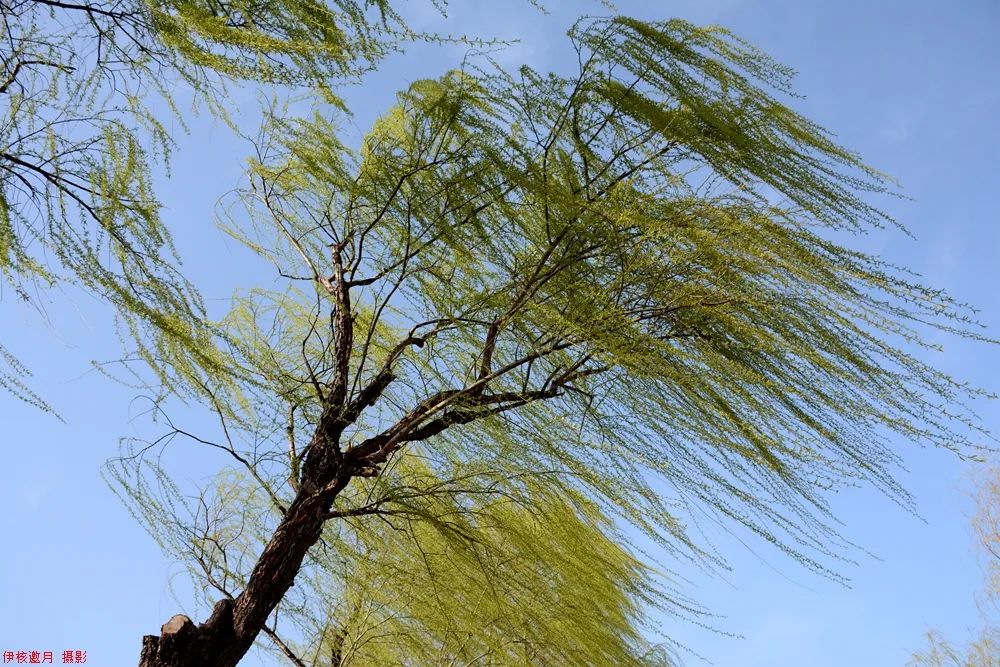 【伊眼望川】河南伊川:伊河岸边柳青青