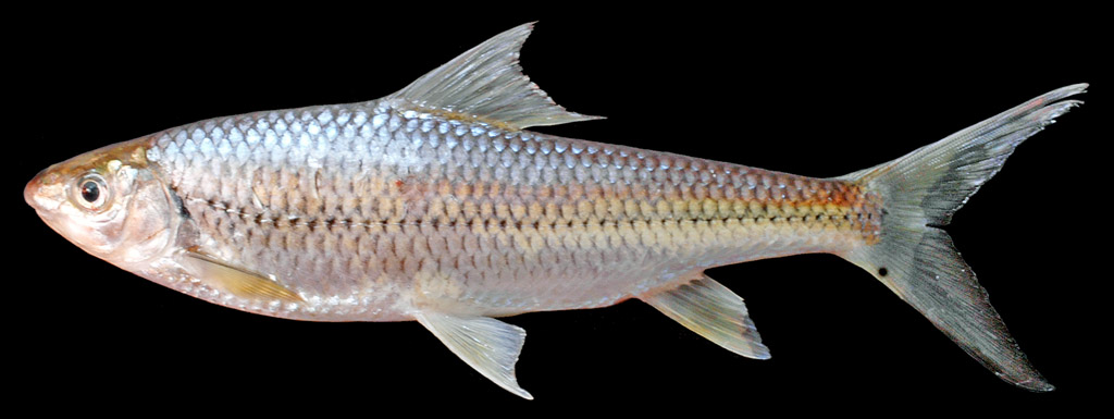 中文學名:白甲魚,拉丁學名:onychostoma sima,別稱