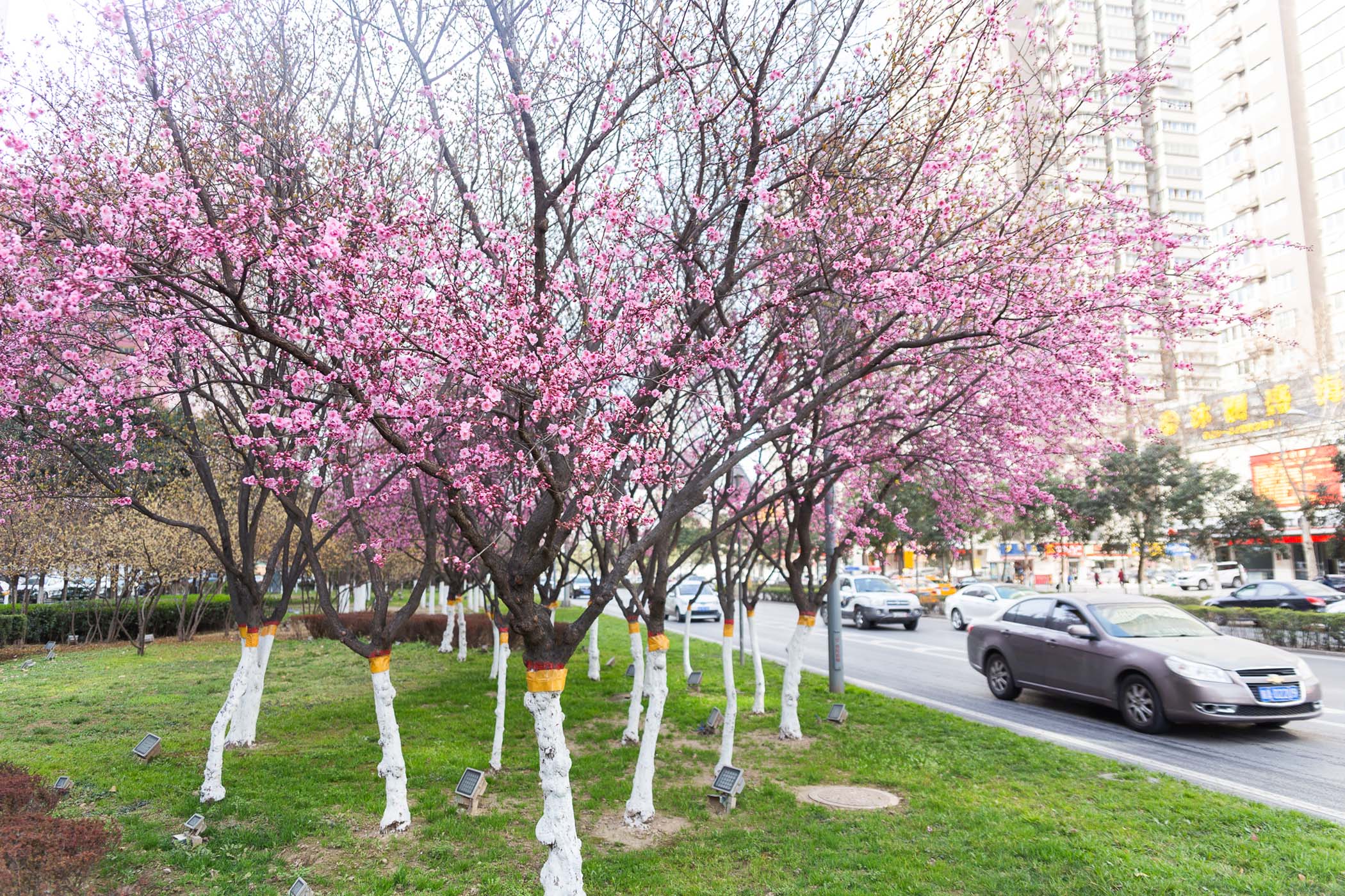 西安南二环沿途绿化带鲜花开放成一道美丽的风景线