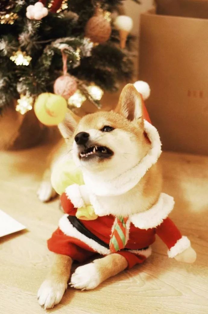 柴犬们的圣诞装扮,真的超可爱哦～圣诞快乐