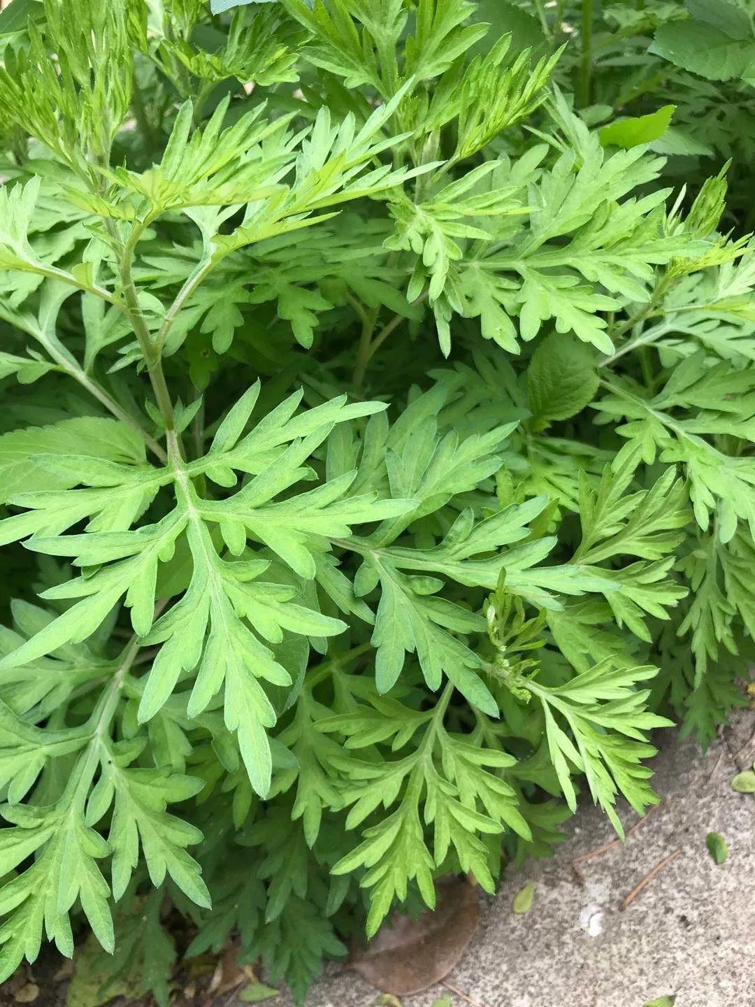 圣茵园奇艾落地生根