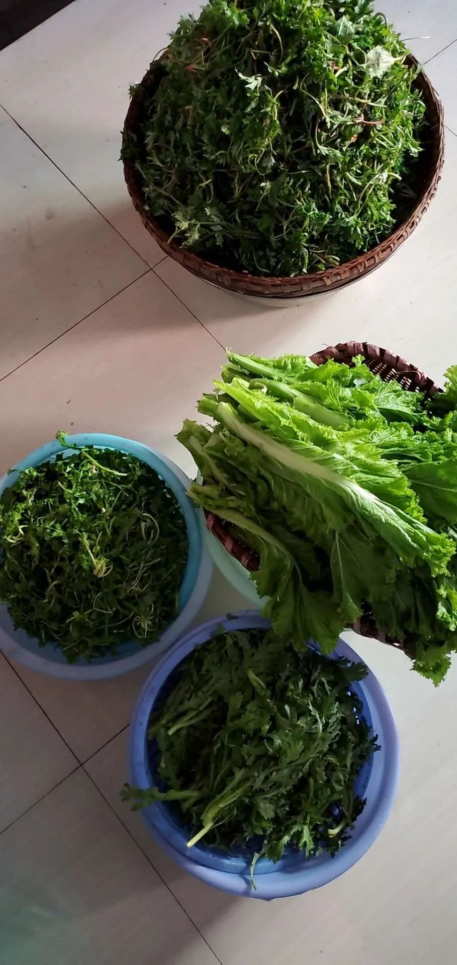 秀山又到社饭飘香时,你有多久没吃了?_蒿菜