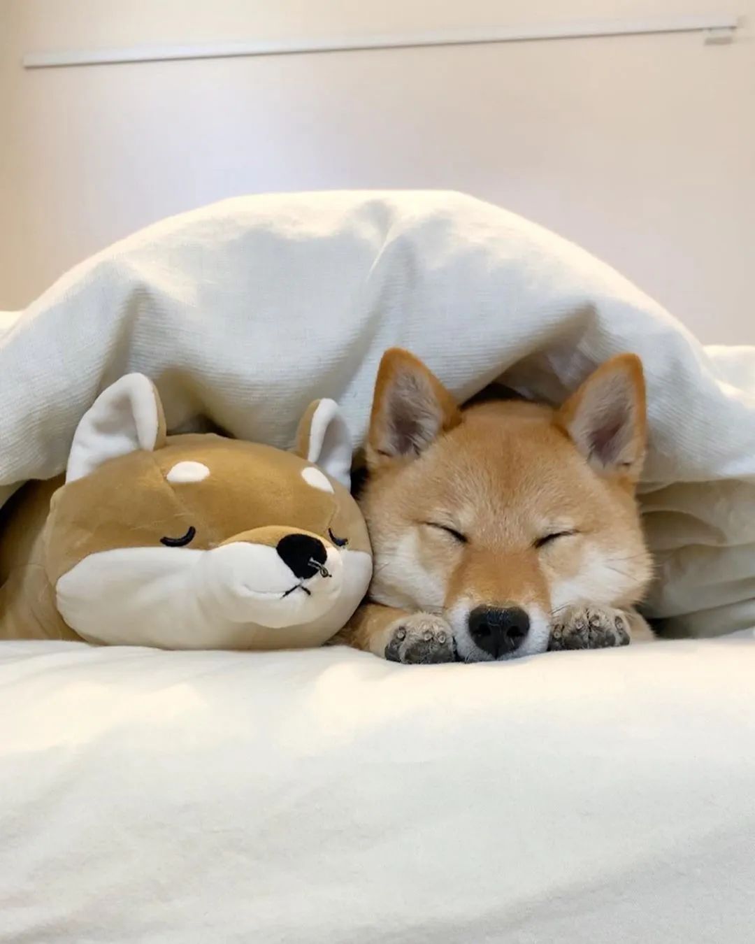 如果有睡觉比赛,这只柴犬一定能拿第一!睡颜真的好安详呀!