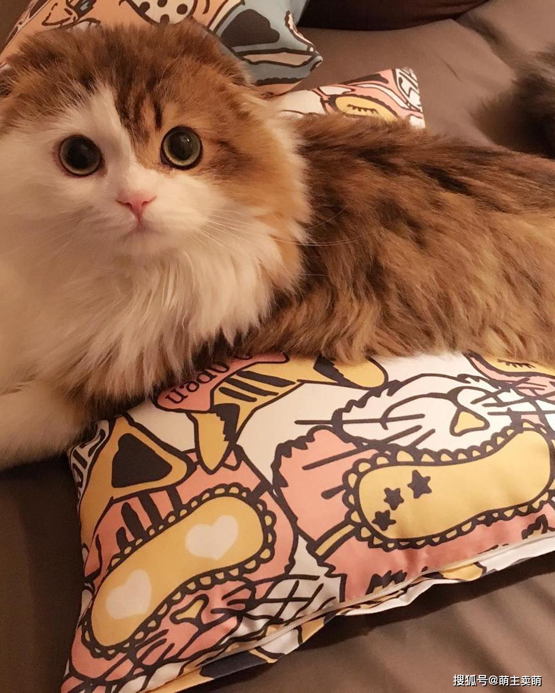 有水汪汪圆溜溜大眼睛的猫咪总是这么漂亮呆萌可爱