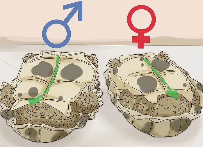 原创如何区分乌龟的性别