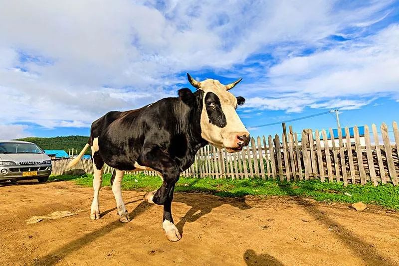 访谈嘉宾:自治区农牧厅党组成员,副厅长刘永志(右)