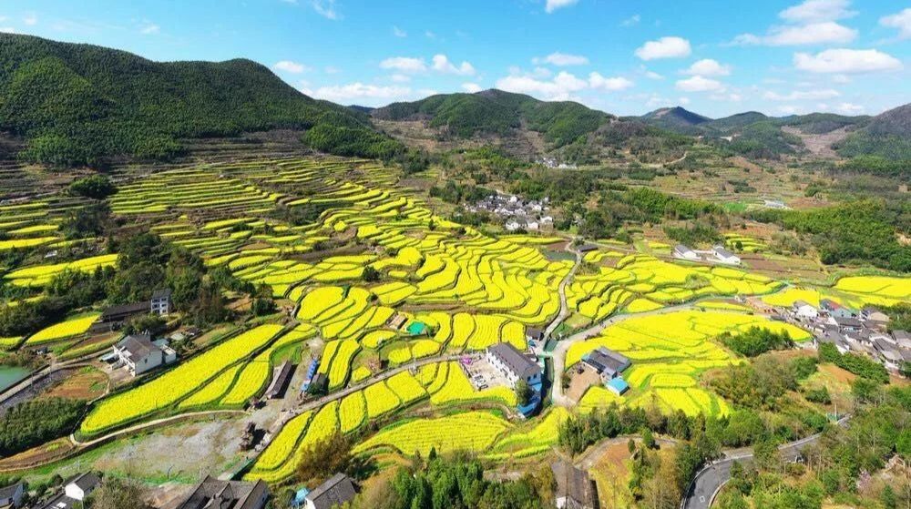 大堰油菜花海迎来最佳观赏期(每天限流1000人)