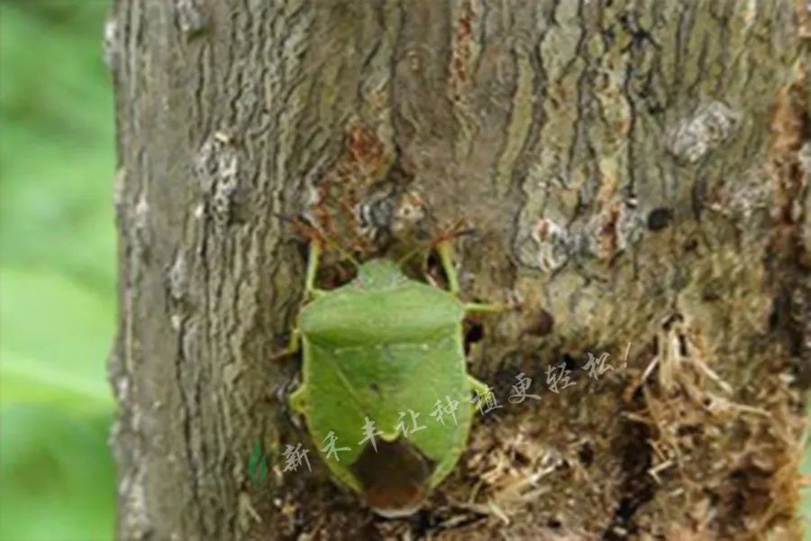 绿盲蝽年年咬叶伤果该打什么药