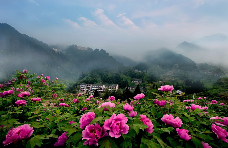 【2020垫江赏花指南】疫过天晴,踏春赏花,可好?_牡丹