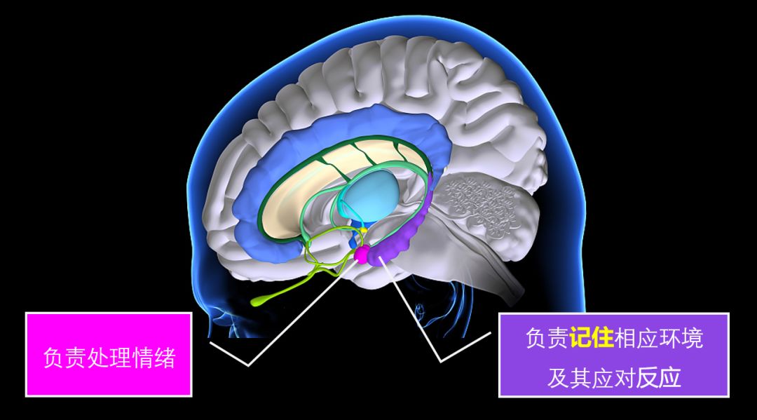 其中杏仁核,负责处理情绪;海马体,负责记住相应环境及其应对反应(如