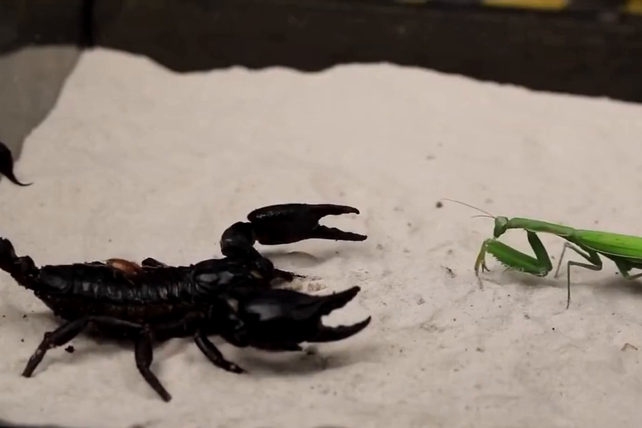 蝎子这两个大钳子还真不是摆设 没有谁是不敢招惹的