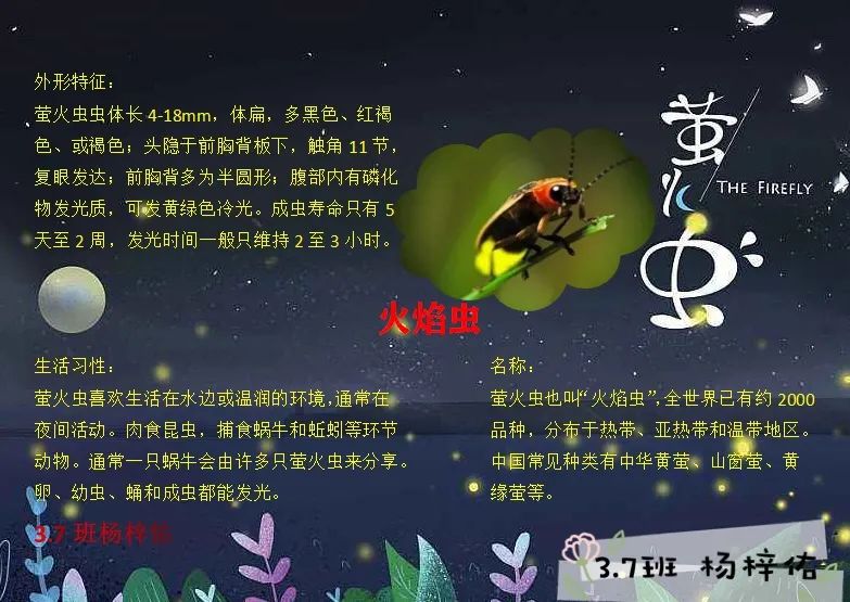 萤火虫备忘录怎么写图片