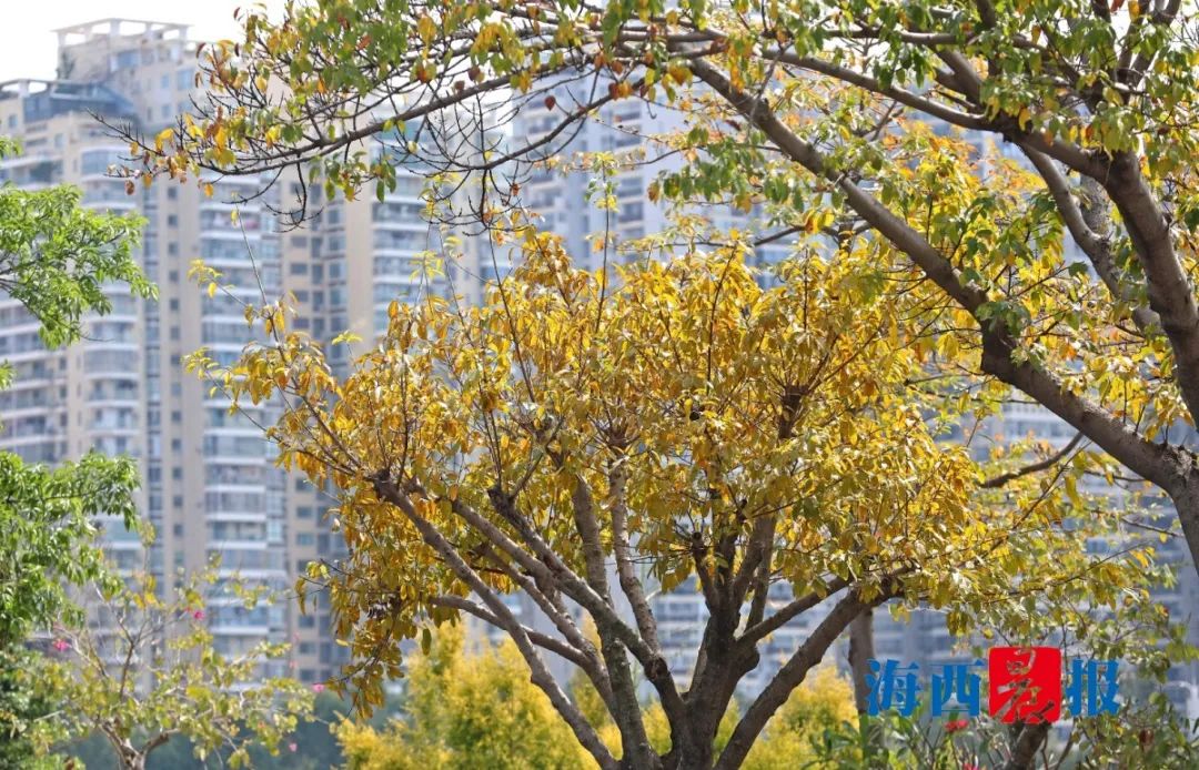 湖濱北路 /落葉給草坪鋪上金色地毯輕黃綴滿枝頭白鷺洲公園的小葉欖仁