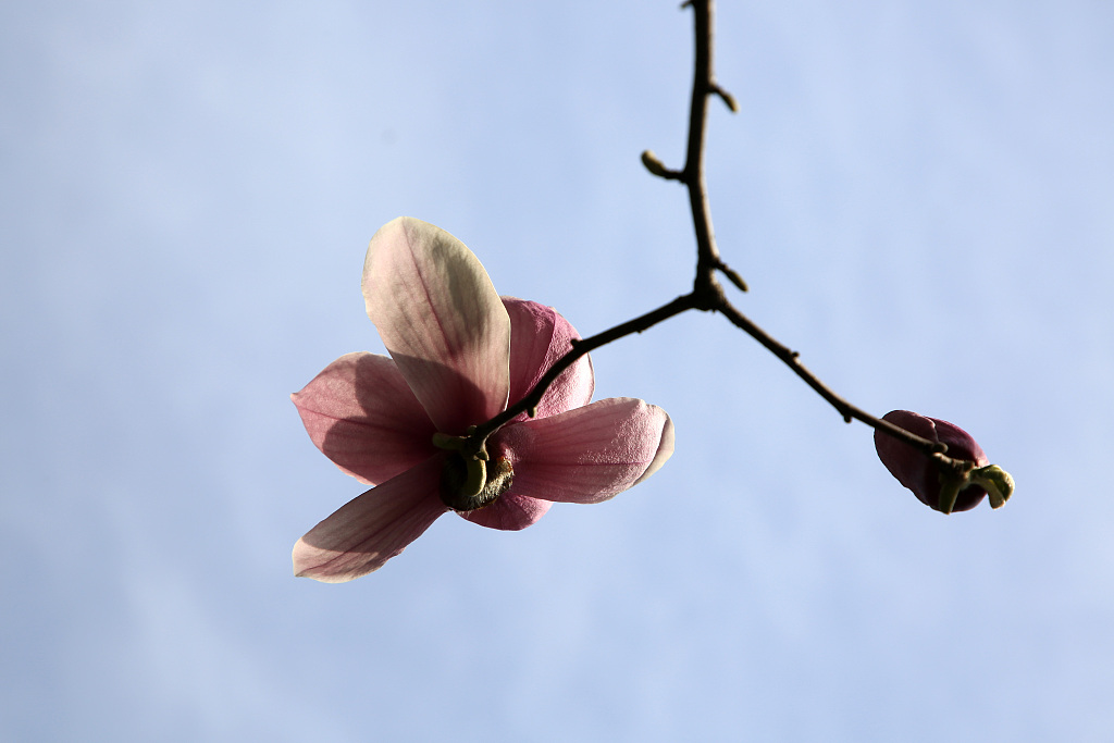 湖北襄阳:玉兰花迎春怒放