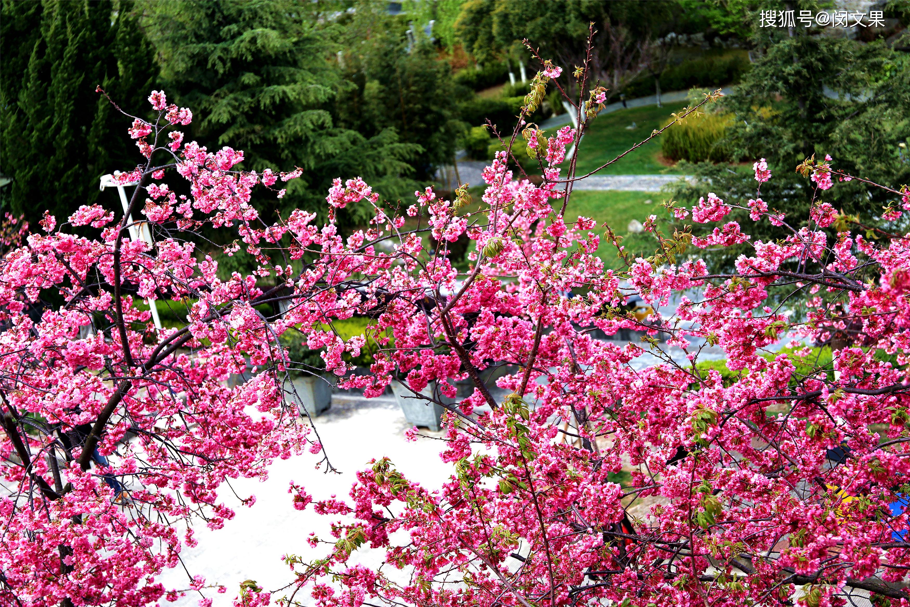 大理大学的樱花图片