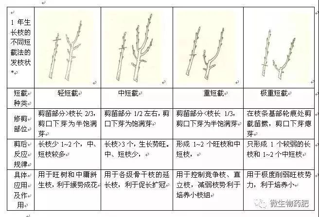 苹果树春剪7字决:别,刻,割,扳,扭,截,疏,肥