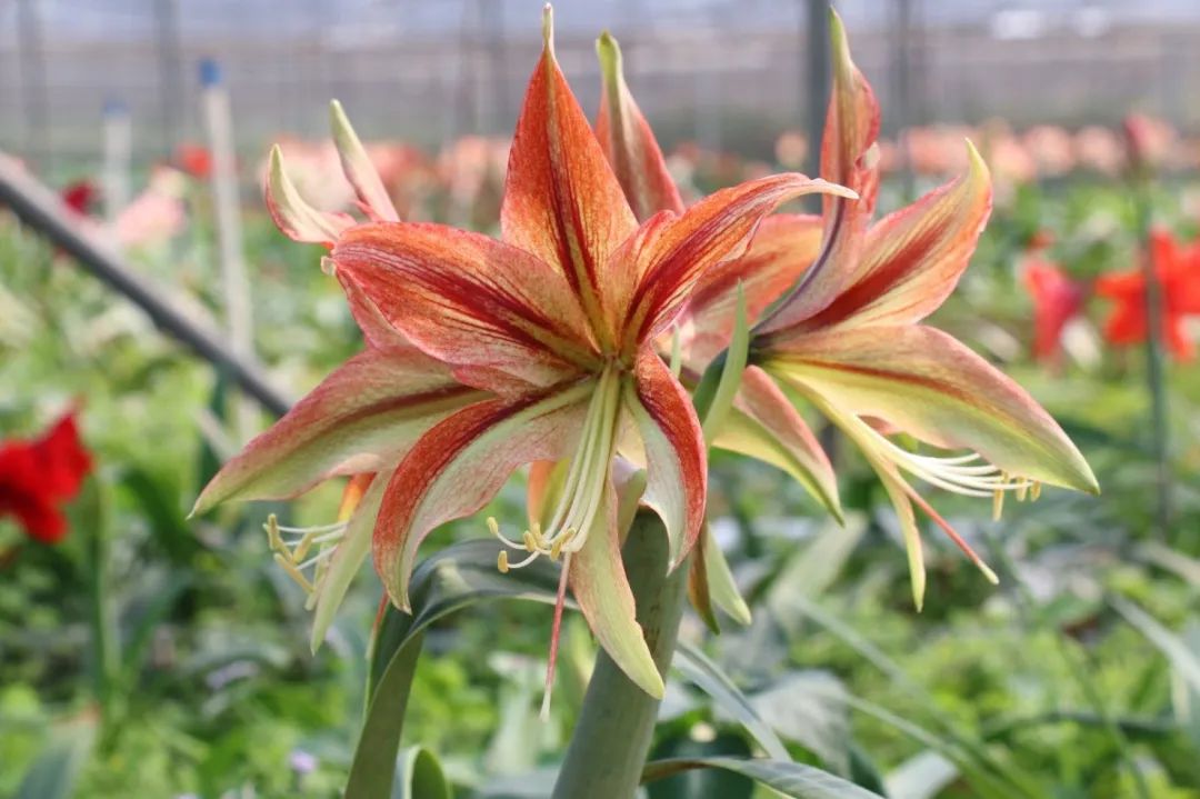 圣茵园奇艾落地生根