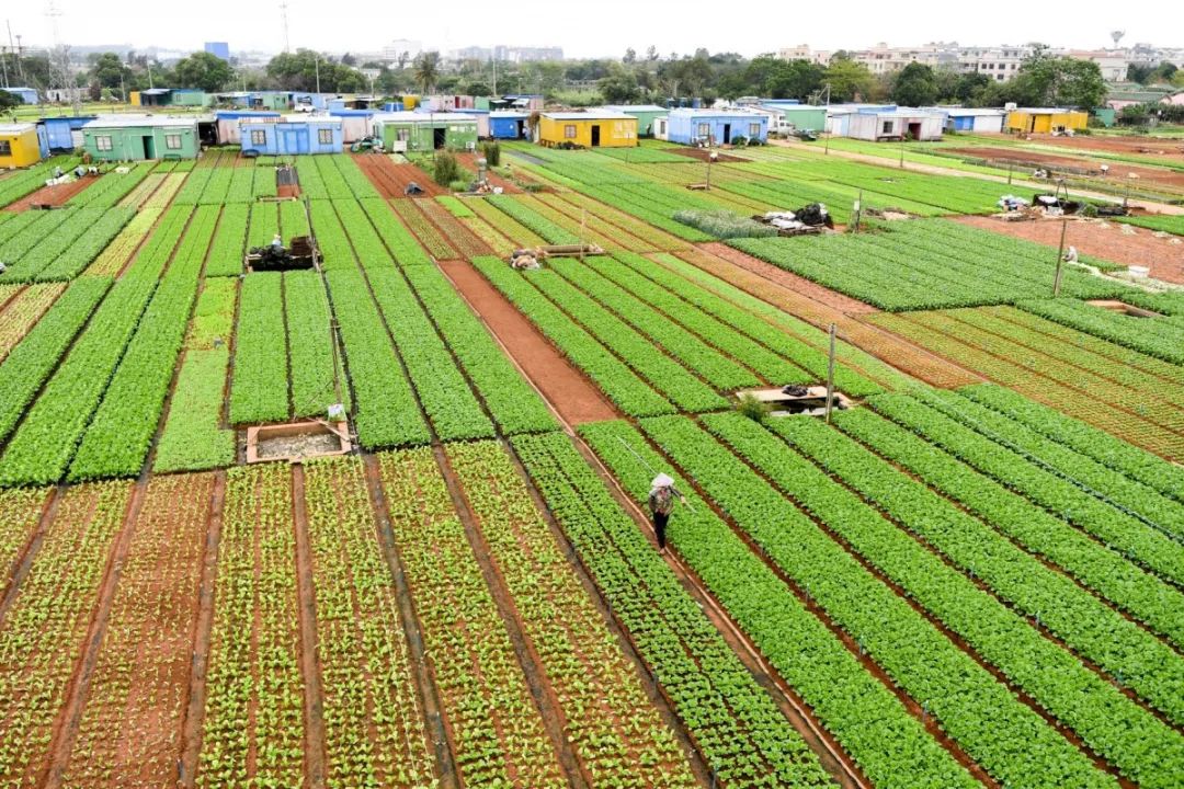 菜篮子海口蔬菜生产恢复常态叶菜日上市量达1100多吨