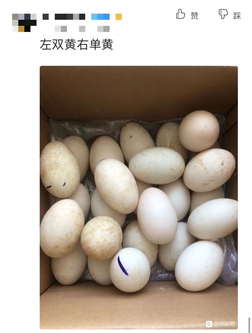鹅蛋10元3个招远一网友买了双黄鹅蛋对比照片曝光