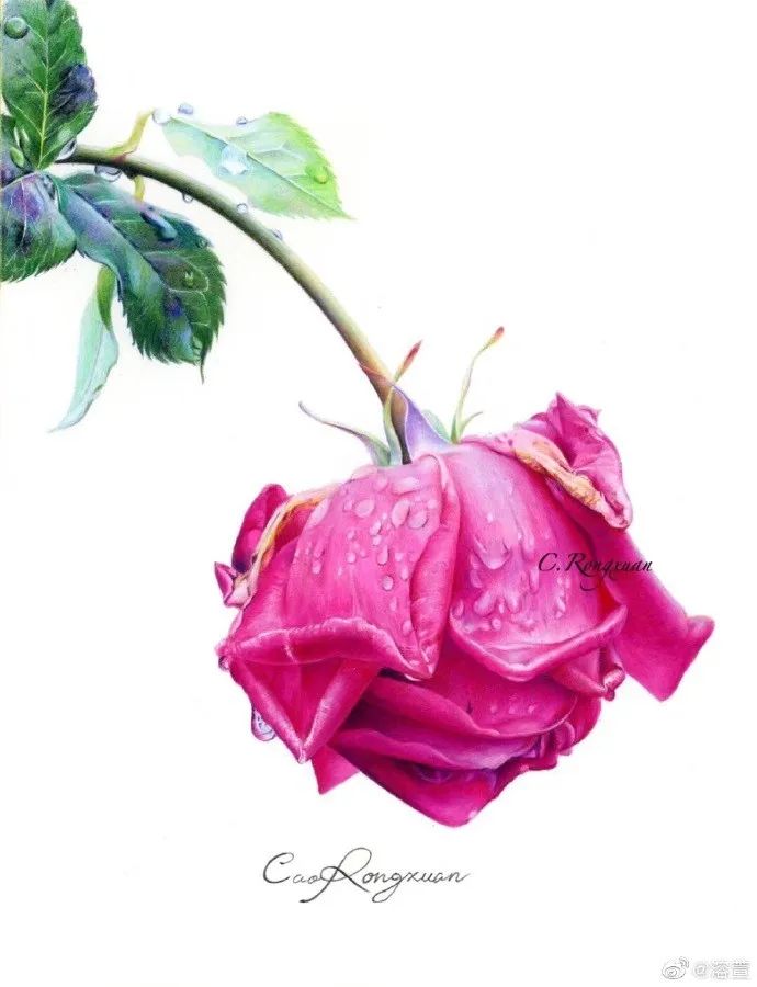 油性彩铅这样画,效果简直美炸!