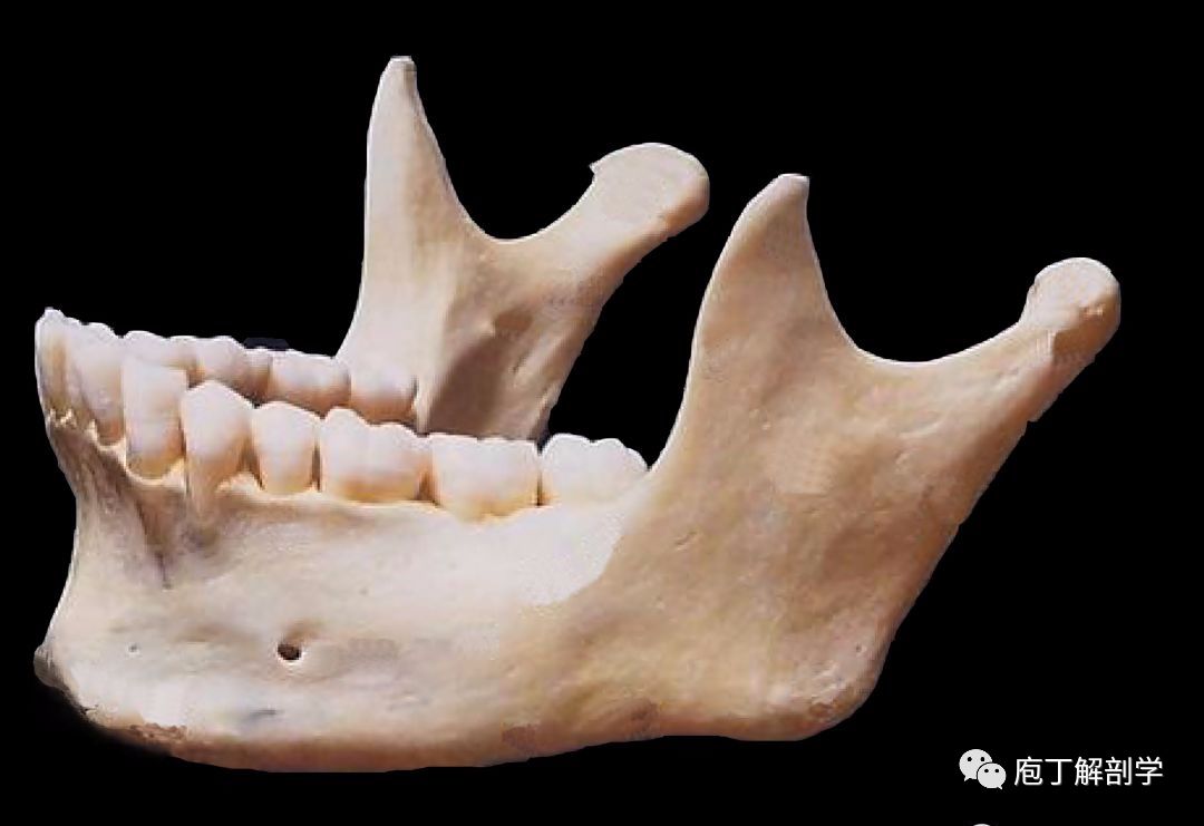 下颌骨的结构与形态特点