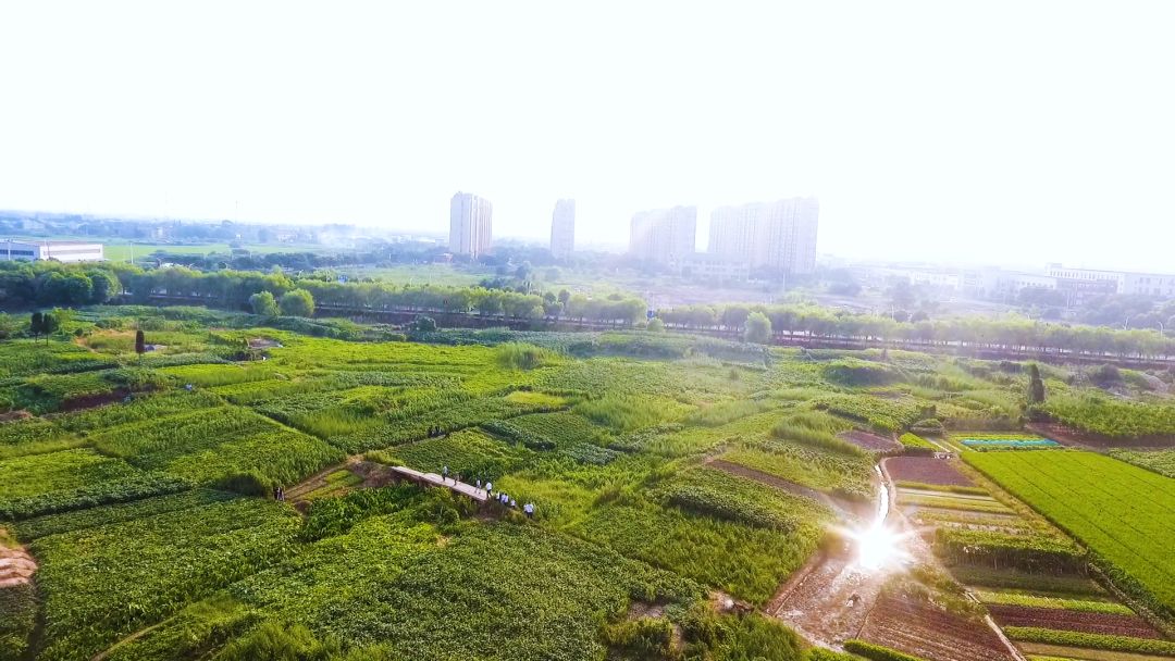 临港头条│临港这3个乡村有了国家级名片