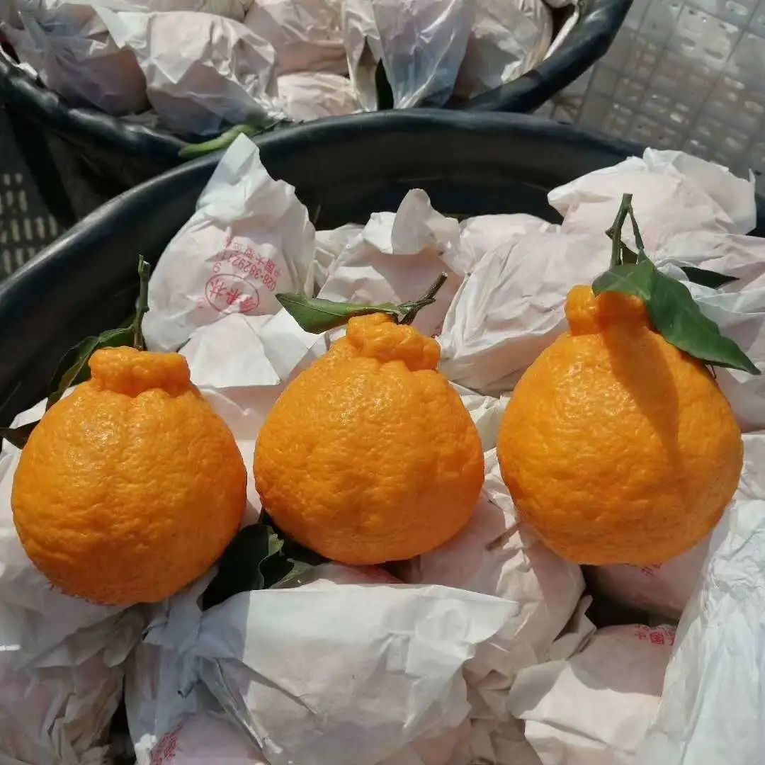 今日蒲江耙耙柑最新行情(蒲江耙耙柑价格走势图)