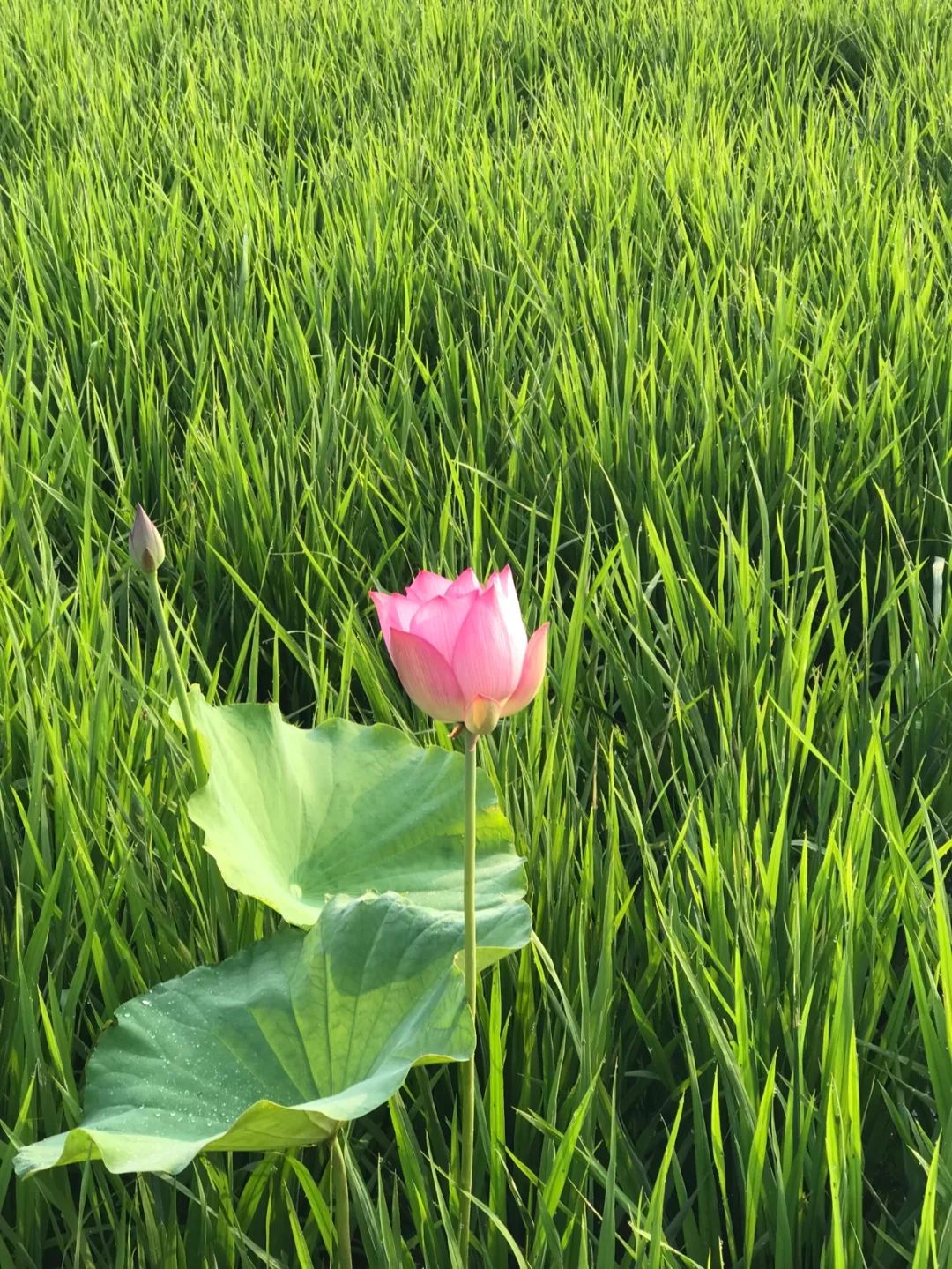 往後餘生靜而不爭